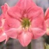 Amaryllis 'Susan' 1 Amaryllis 'Susan' -Beauty Flowers Shop hippeastrum susan 1
