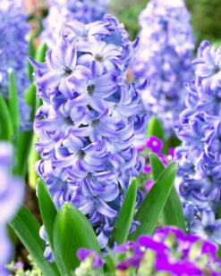Hyacinth 'Aqua' 10 Hyacinth 'Aqua' -Beauty Flowers Shop hyacinth aqua 0