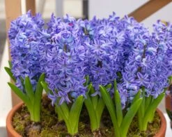 Hyacinth 'Aqua' 11 Hyacinth 'Aqua' -Beauty Flowers Shop hyacinth aqua 1