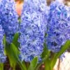 Hyacinth 'Aqua' 1 Hyacinth 'Aqua' -Beauty Flowers Shop hyacinth aqua 2