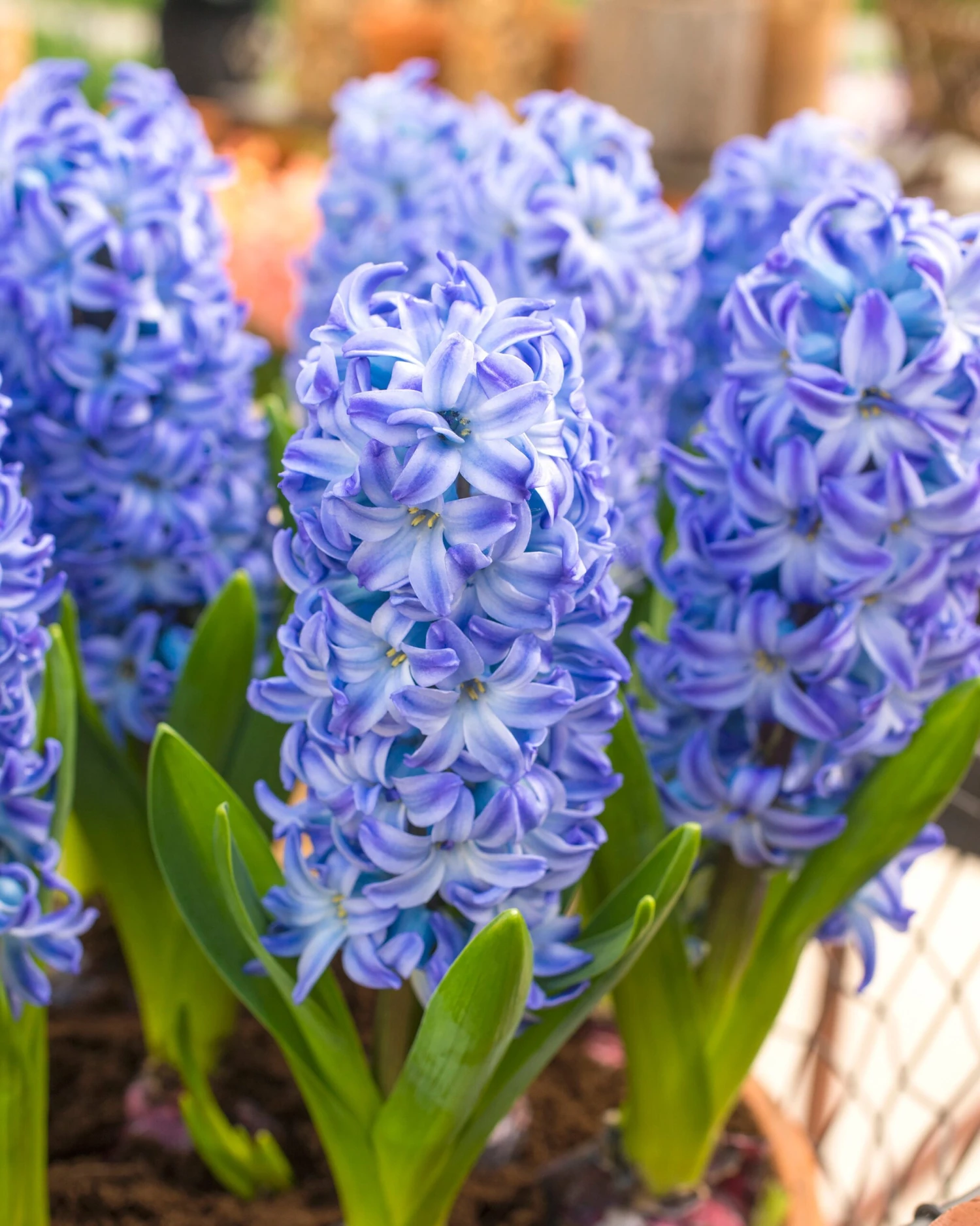 Hyacinth 'Aqua' 3 Hyacinth 'Aqua'