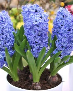 Hyacinth 'Aqua' 9 Hyacinth 'Aqua' -Beauty Flowers Shop hyacinth aqua 4