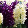 Hyacinth Collection 'Banana Plum' 2 Hyacinth Collection 'Banana Plum' -Beauty Flowers Shop hyacinth banana plum collection 1