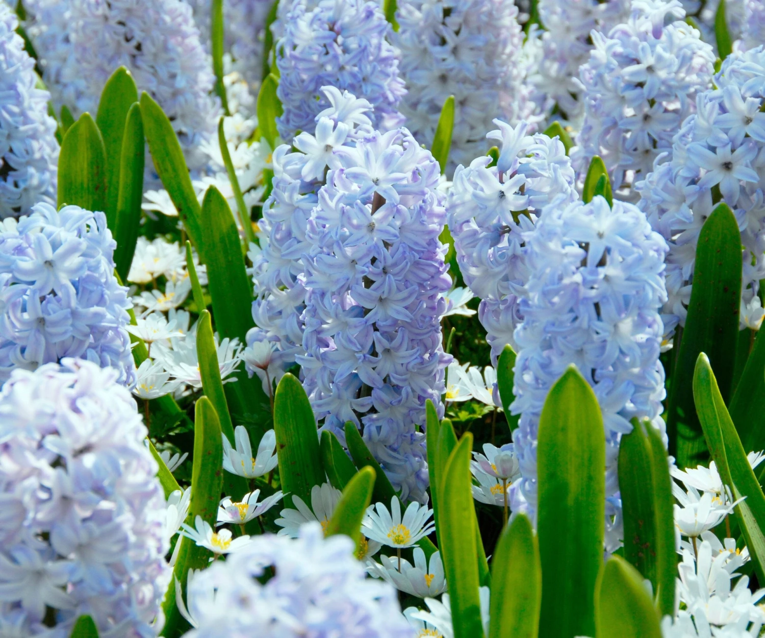Hyacinth 'Blue Eyes' 5 Hyacinth 'Blue Eyes' - Image 3