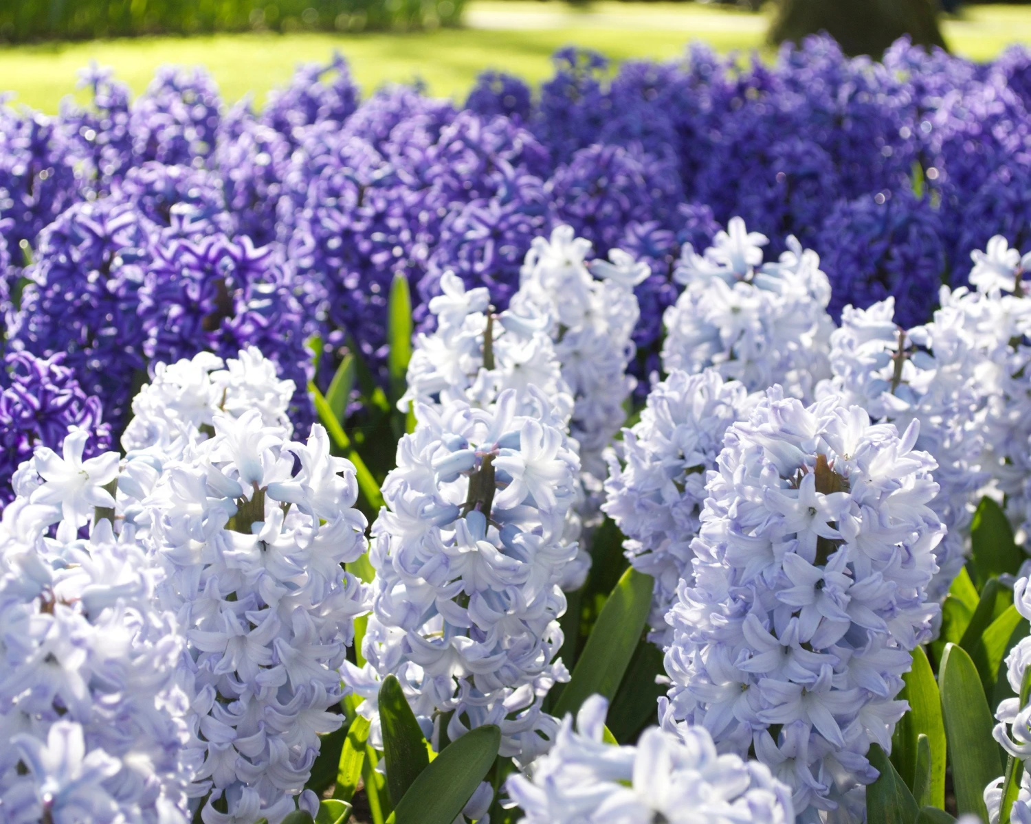 Hyacinth 'Blue Eyes' 4 Hyacinth 'Blue Eyes' - Image 2
