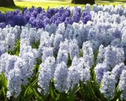 Hyacinth 'Blue Eyes' 10 Hyacinth 'Blue Eyes' -Beauty Flowers Shop hyacinth blue eyes 4