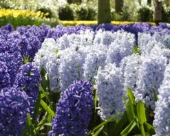 Hyacinth 'Blue Eyes' 11 Hyacinth 'Blue Eyes' -Beauty Flowers Shop hyacinth blue eyes 5