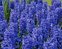 Hyacinth 'Blue Star' 12 Hyacinth 'Blue Star' -Beauty Flowers Shop hyacinth blue star 1