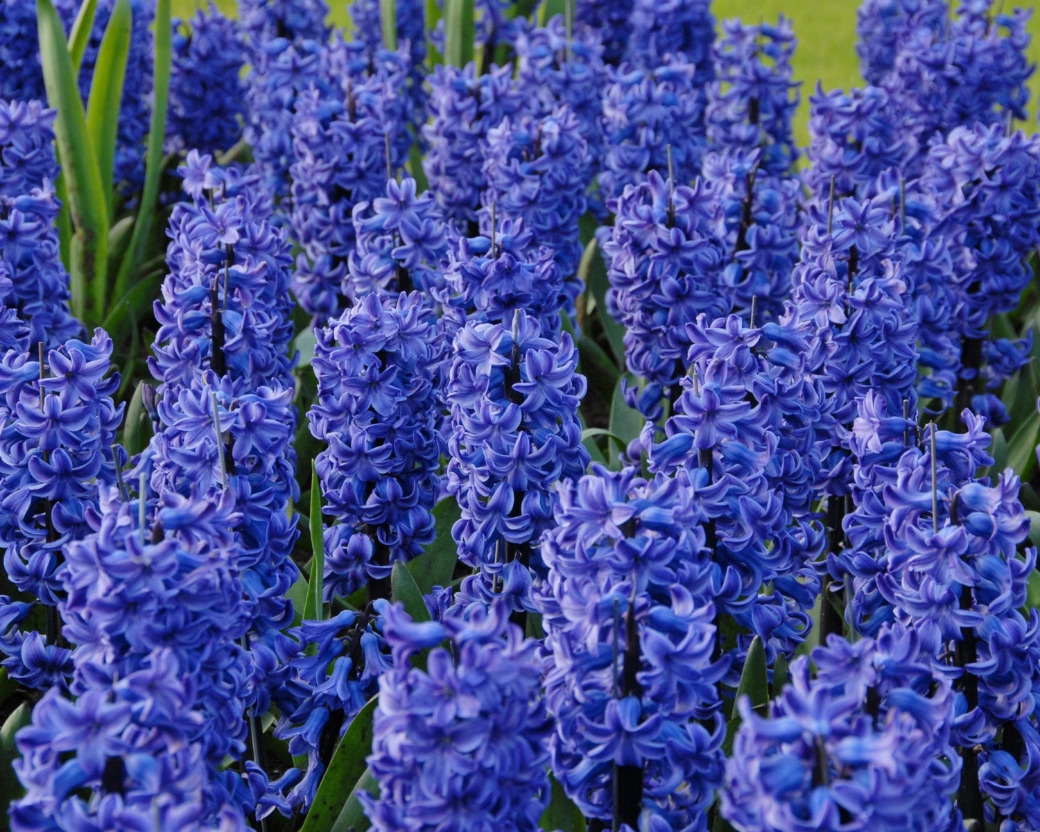 Hyacinth 'Blue Star' 7 Hyacinth 'Blue Star' - Image 5