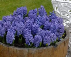 Hyacinth 'Blue Star' 11 Hyacinth 'Blue Star' -Beauty Flowers Shop hyacinth blue star 2