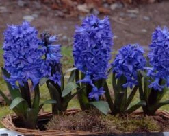 Hyacinth 'Blue Star' 10 Hyacinth 'Blue Star' -Beauty Flowers Shop hyacinth blue star 3
