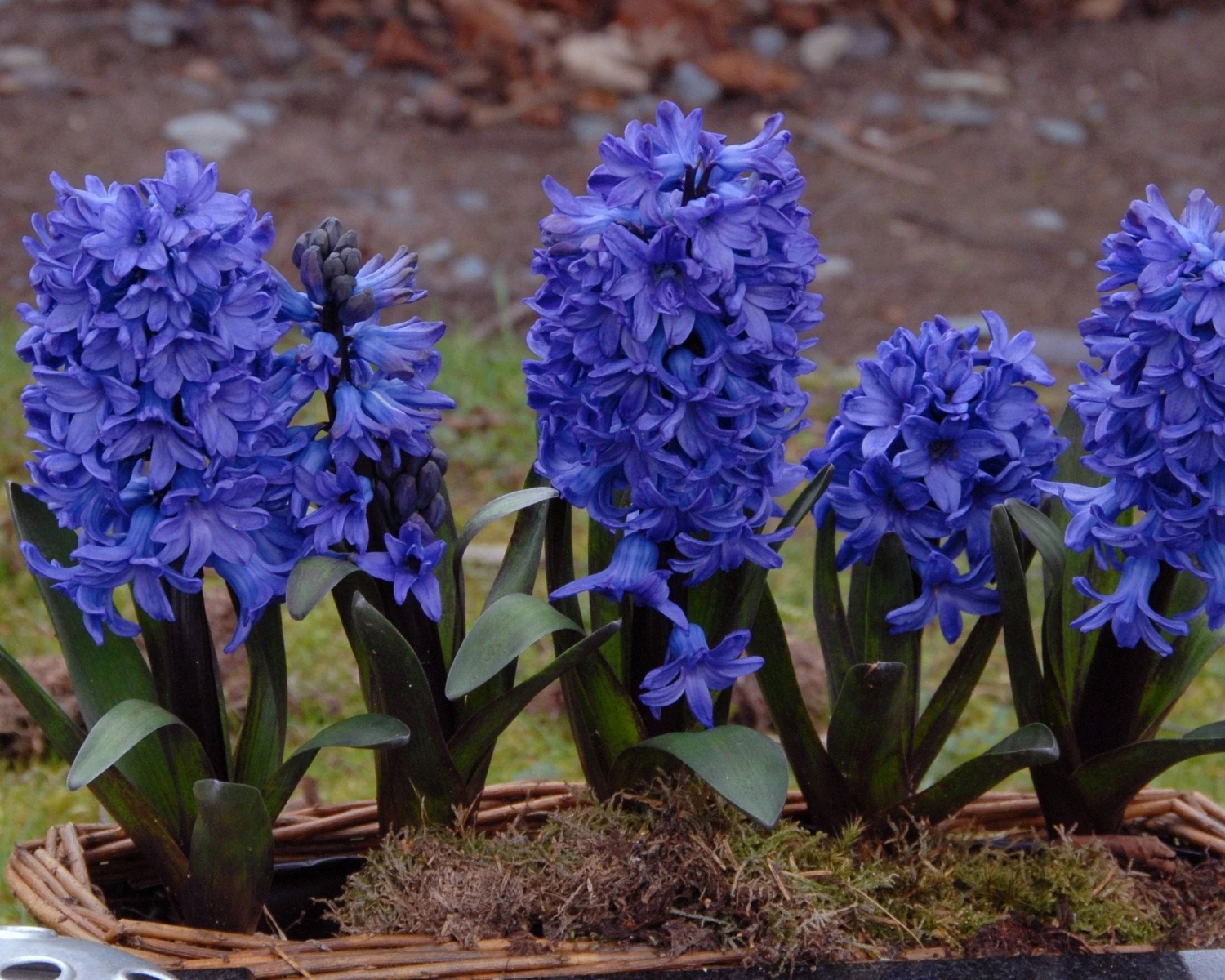 Hyacinth 'Blue Star' 5 Hyacinth 'Blue Star' - Image 3