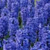 Hyacinth 'Blue Star' 2 Hyacinth 'Blue Star' -Beauty Flowers Shop hyacinth blue star 4
