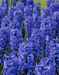 Hyacinth 'Blue Star'