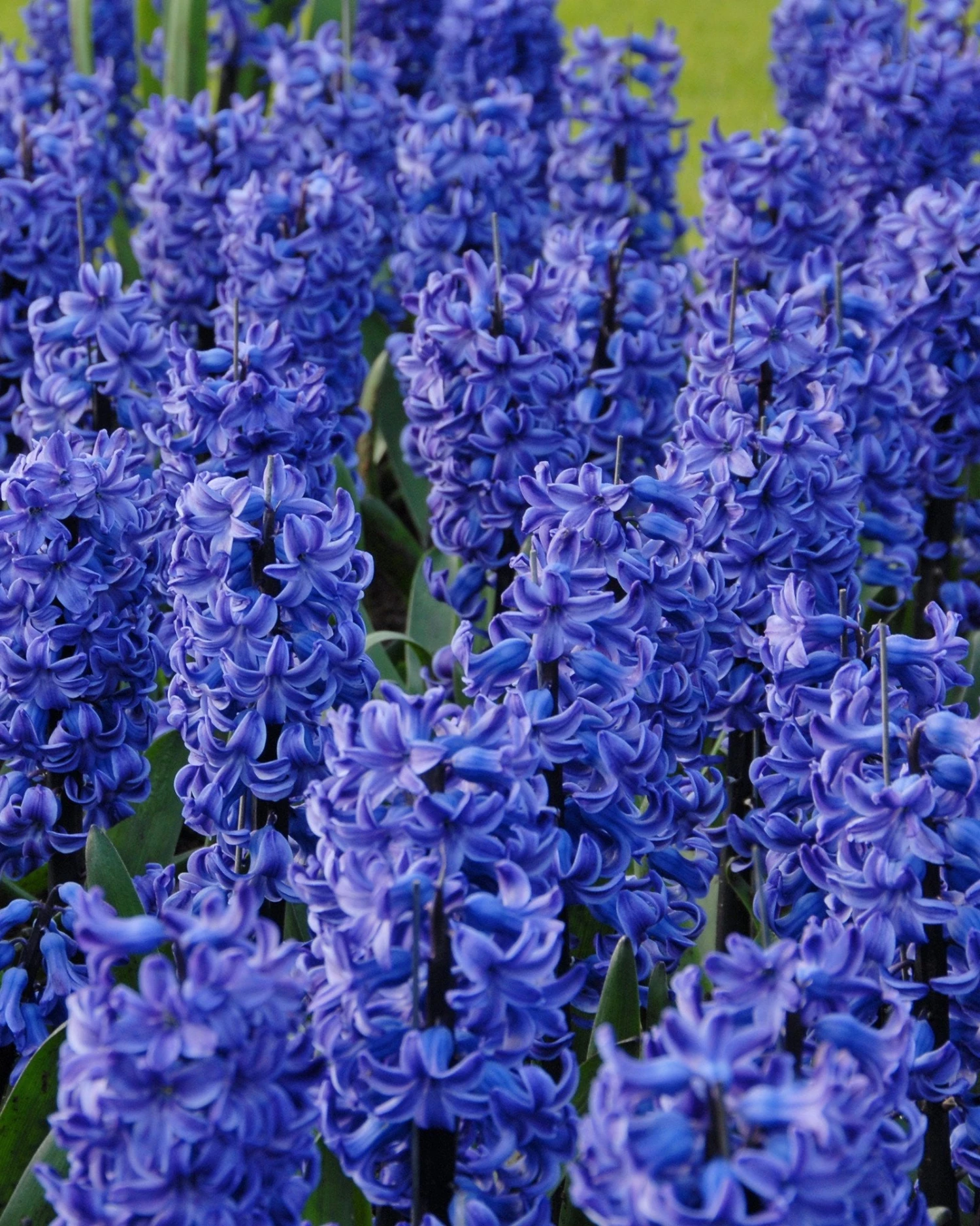 Hyacinth 'Blue Star' 3 Hyacinth 'Blue Star'