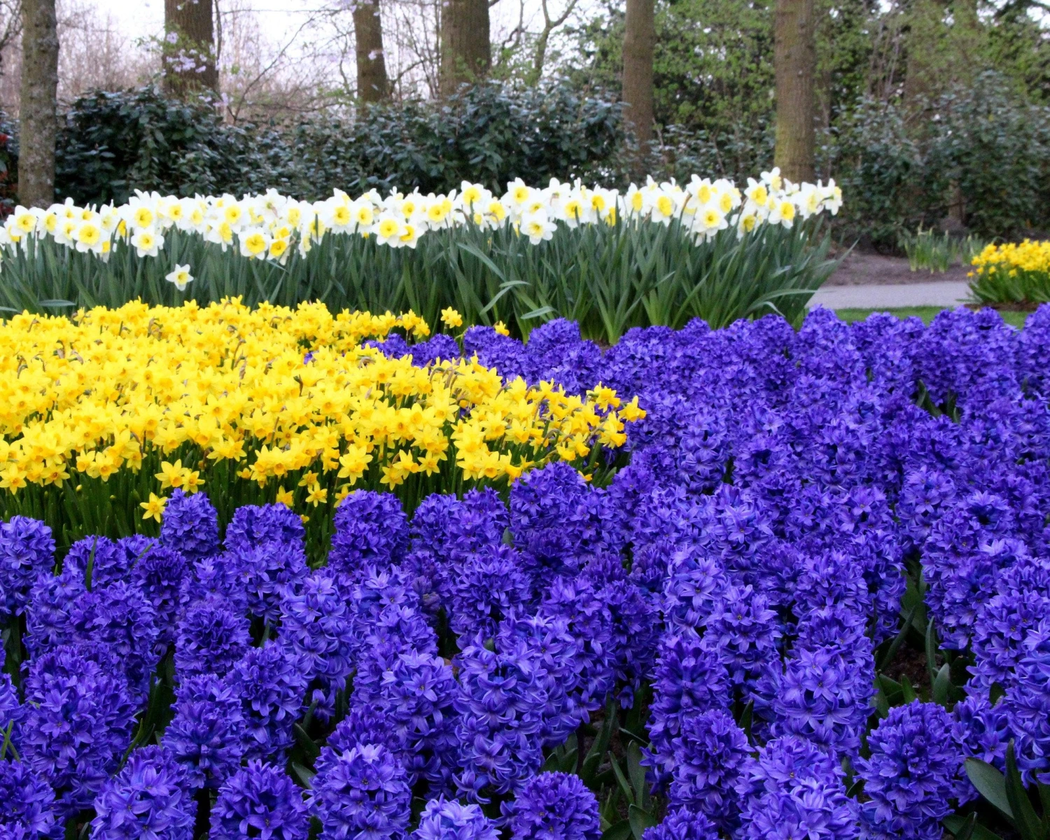 Hyacinth 'Blue Star' 4 Hyacinth 'Blue Star' - Image 2