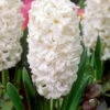 Hyacinth 'Carnegie' -Beauty Flowers Shop hyacinth carnegie 0