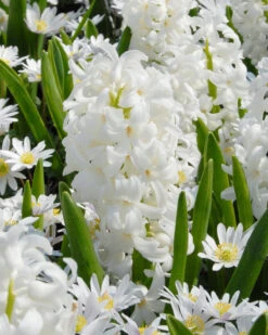 Hyacinth 'Carnegie' 15 Hyacinth 'Carnegie' -Beauty Flowers Shop hyacinth carnegie 1