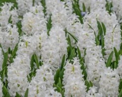 Hyacinth 'Carnegie' 13 Hyacinth 'Carnegie' -Beauty Flowers Shop hyacinth carnegie 2