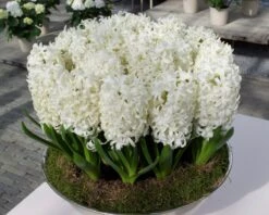 Hyacinth 'Carnegie' 14 Hyacinth 'Carnegie' -Beauty Flowers Shop hyacinth carnegie 3