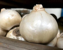 Hyacinth 'Carnegie' 11 Hyacinth 'Carnegie' -Beauty Flowers Shop hyacinth carnegie bulb