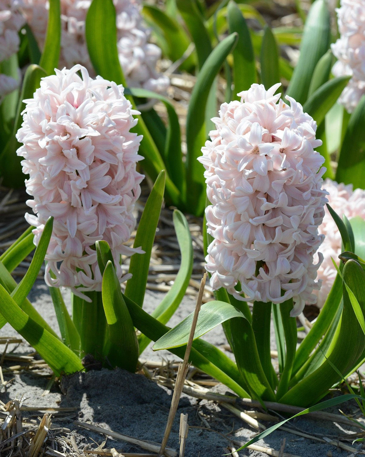 Hyacinth 'China Pink' 8 Hyacinth 'China Pink' - Image 6