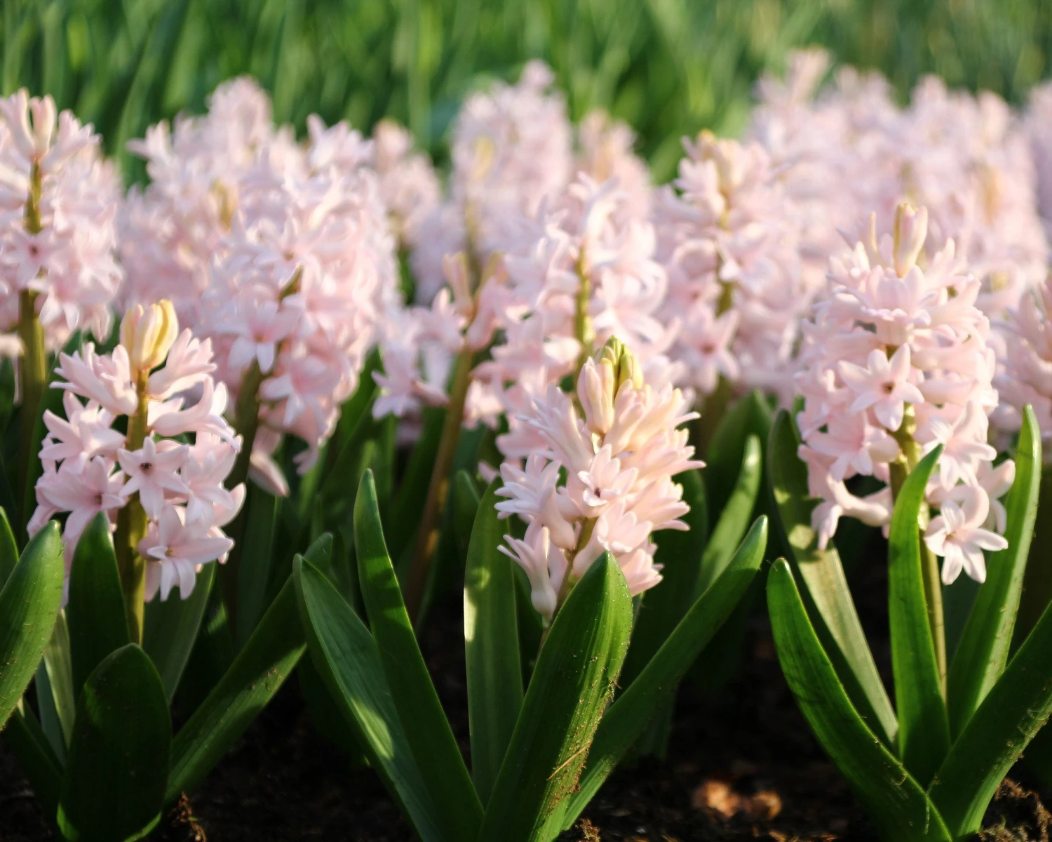 Hyacinth 'China Pink' 9 Hyacinth 'China Pink' - Image 7