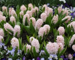 Hyacinth 'China Pink' 13 Hyacinth 'China Pink' -Beauty Flowers Shop hyacinth china pink 2