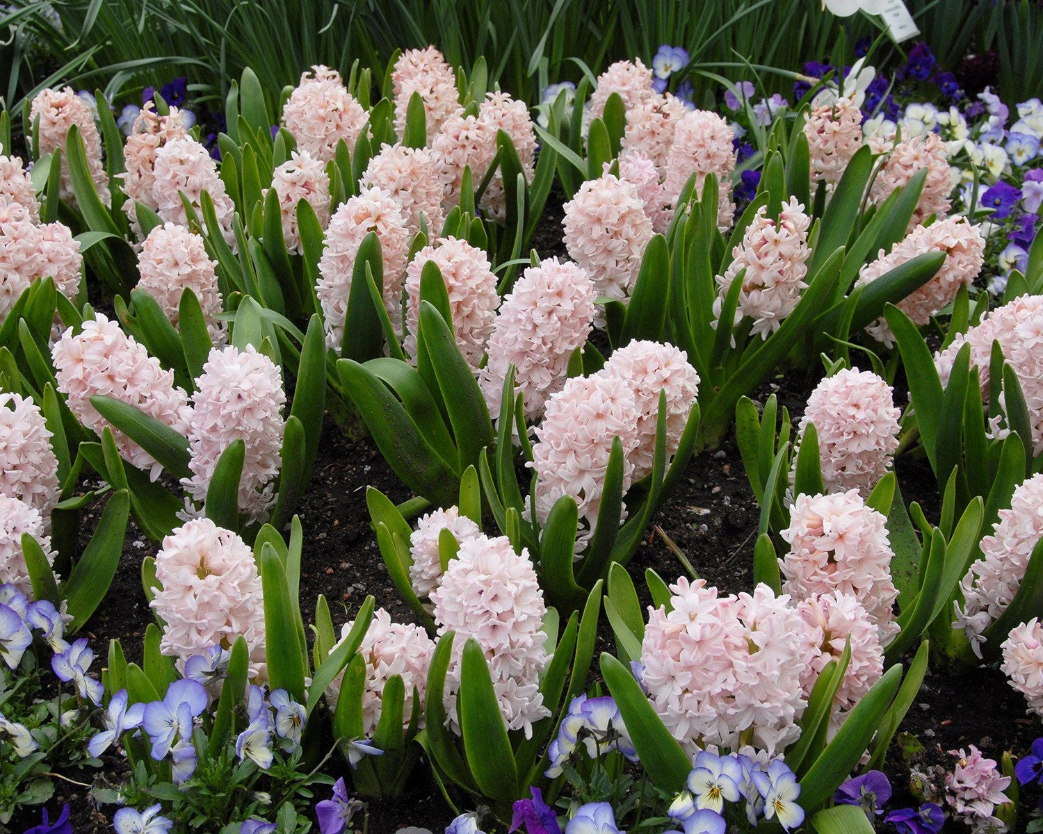 Hyacinth 'China Pink' 6 Hyacinth 'China Pink' - Image 4