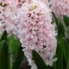 Hyacinth 'China Pink' 1 Hyacinth 'China Pink' -Beauty Flowers Shop hyacinth china pink 4