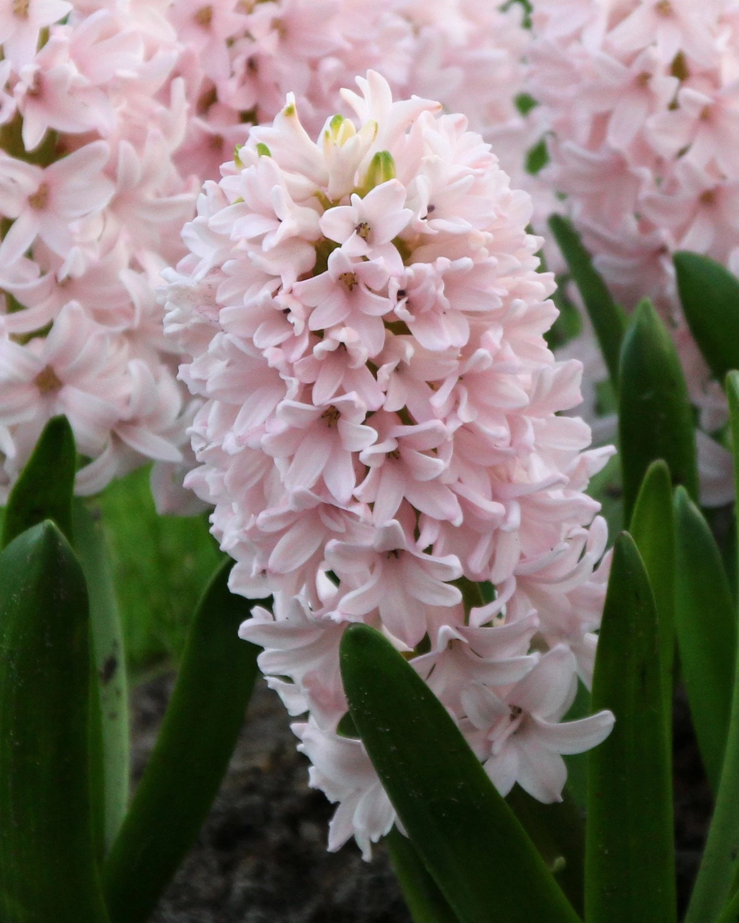 Hyacinth 'China Pink' 3 Hyacinth 'China Pink'
