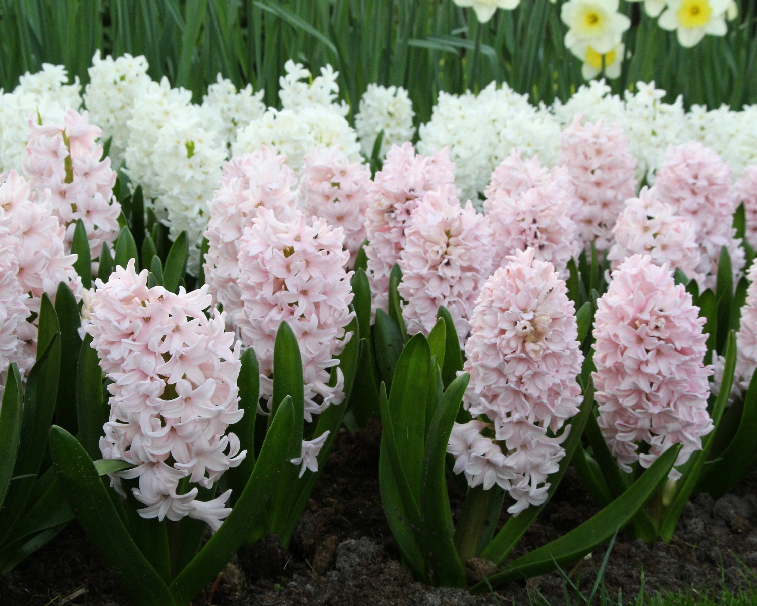 Hyacinth 'China Pink' 10 Hyacinth 'China Pink' - Image 8