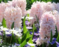 Hyacinth 'China Pink' 12 Hyacinth 'China Pink' -Beauty Flowers Shop hyacinth china pink 8