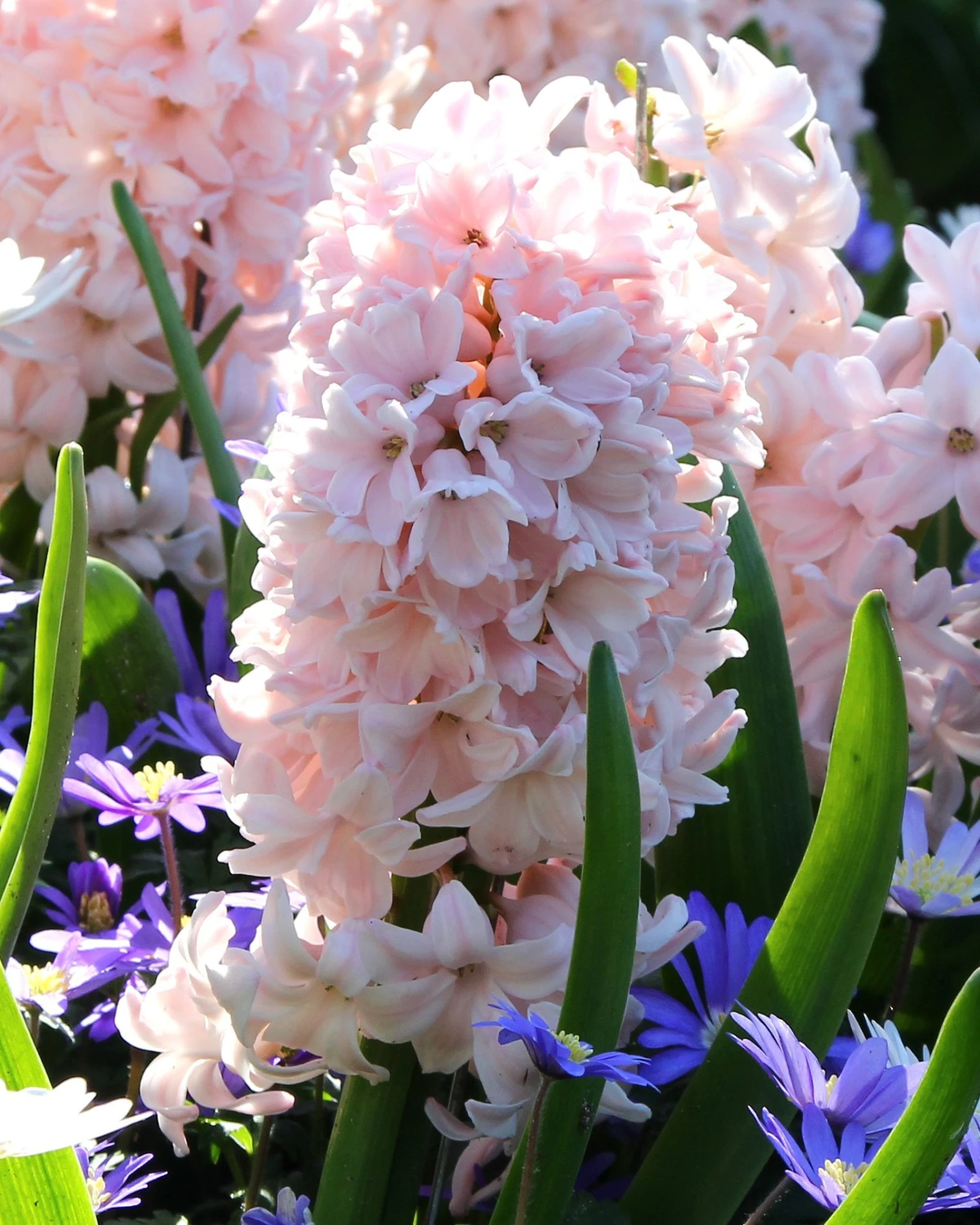 Hyacinth 'China Pink' 4 Hyacinth 'China Pink' - Image 2