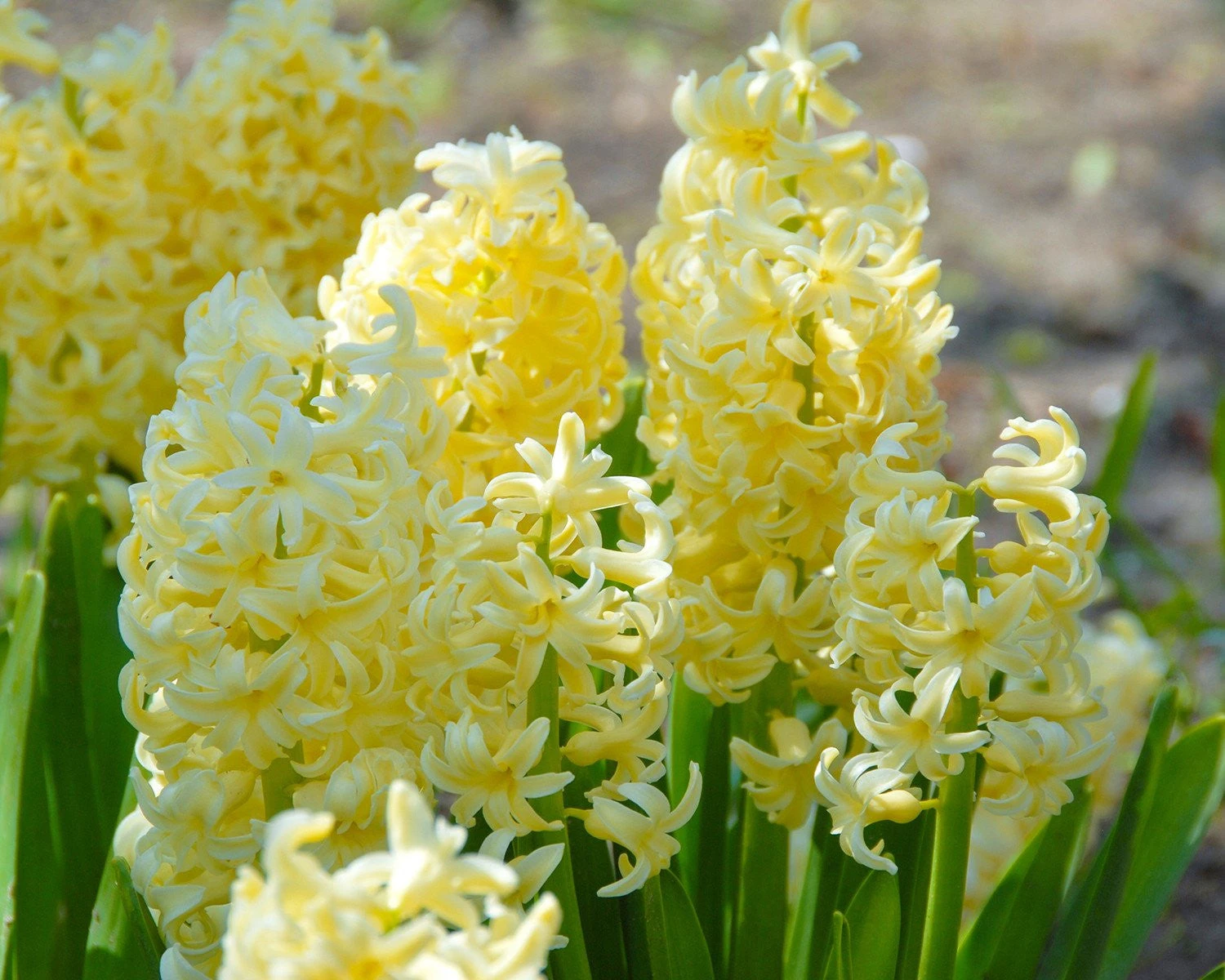 Hyacinth 'City Of Haarlem' 5 Hyacinth 'City Of Haarlem' - Image 3