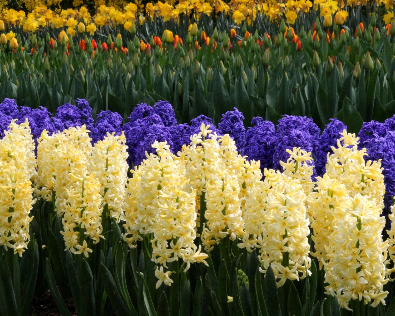 Hyacinth 'City Of Haarlem' 4 Hyacinth 'City Of Haarlem' - Image 2
