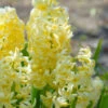 Hyacinth 'City Of Haarlem' 1 Hyacinth 'City Of Haarlem' -Beauty Flowers Shop hyacinth city of haarlem 3