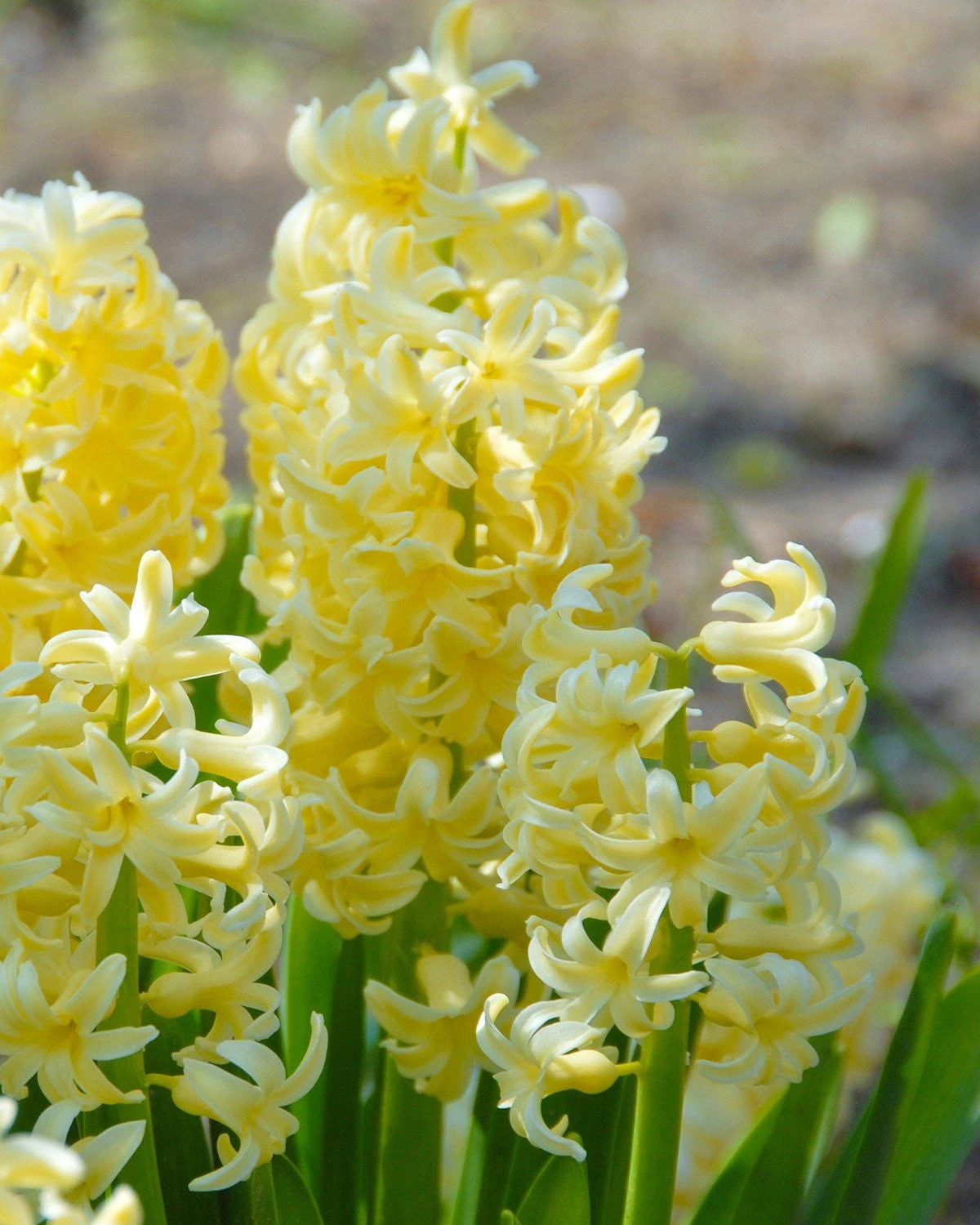 Hyacinth 'City Of Haarlem' 3 Hyacinth 'City Of Haarlem'
