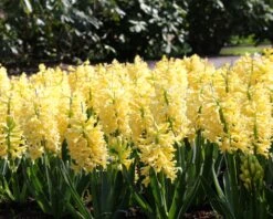 Hyacinth 'City Of Haarlem' 11 Hyacinth 'City Of Haarlem' -Beauty Flowers Shop hyacinth city of haarlem 3 1553e6a8 199c 4746 8510 66be992732ba