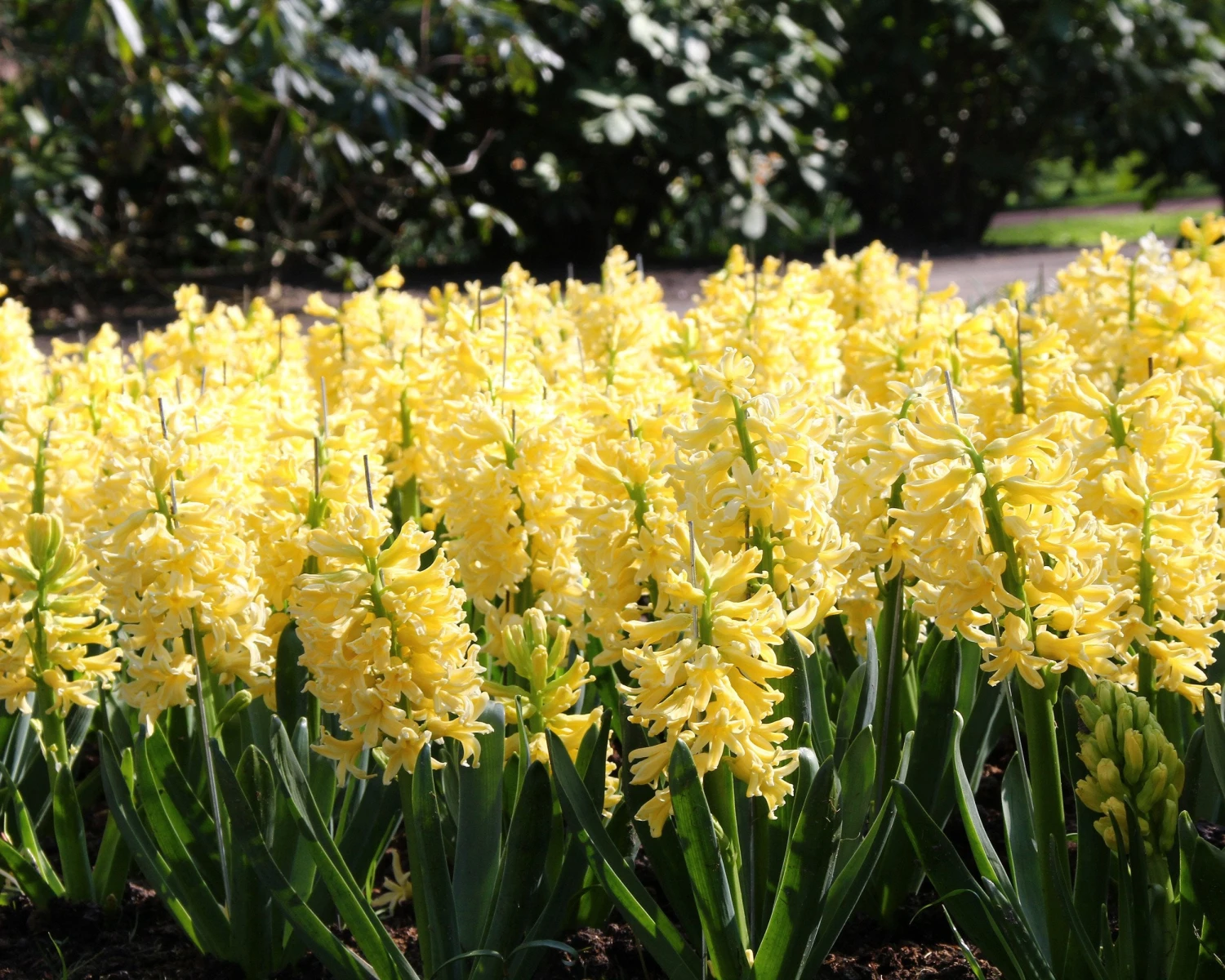 Hyacinth 'City Of Haarlem' 6 Hyacinth 'City Of Haarlem' - Image 4