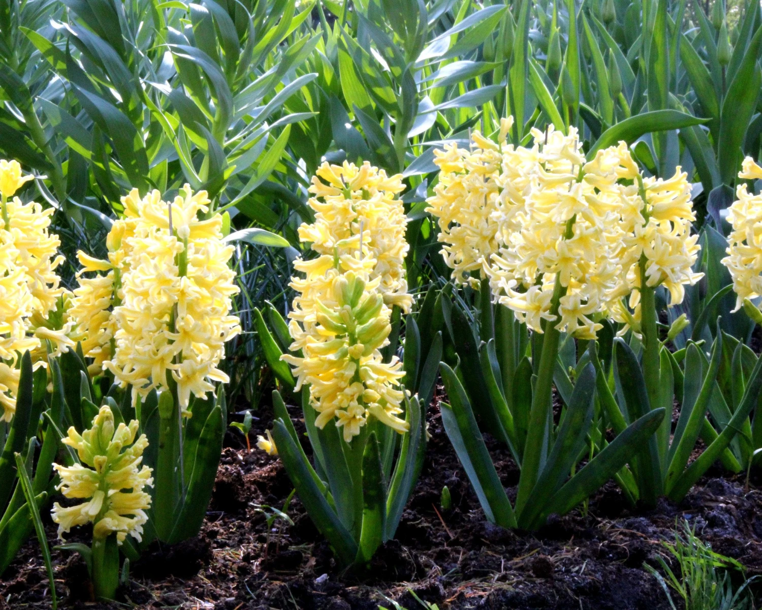 Hyacinth 'City Of Haarlem' 7 Hyacinth 'City Of Haarlem' - Image 5