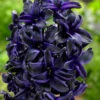Hyacinth 'Dark Dimension' 2 Hyacinth 'Dark Dimension' -Beauty Flowers Shop hyacinth dark dimension 1 4d2d1c50 7359 41b6 8895 dbbdd35c6bdb
