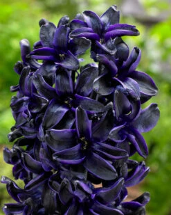 Hyacinth 'Dark Dimension'