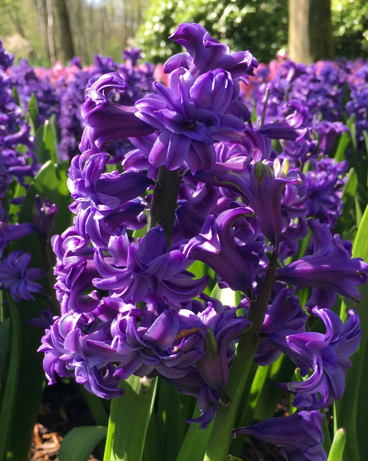 Hyacinth 'Lili Purple' 4 Hyacinth 'Lili Purple' - Image 2