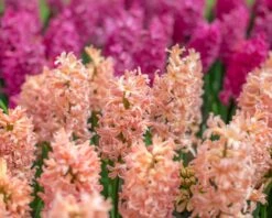 Hyacinth 'Gipsy Queen' -Beauty Flowers Shop hyacinth gipsy queen 2