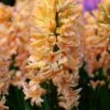Hyacinth 'Gipsy Queen' 2 Hyacinth 'Gipsy Queen' -Beauty Flowers Shop hyacinth gipsy queen 2 3ec6e64c 20d2 4b32 9f8c 97e9c034cbfb