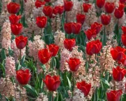 Hyacinth 'Gipsy Queen' -Beauty Flowers Shop hyacinth gipsy queen 4