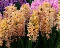 Hyacinth 'Gipsy Queen' -Beauty Flowers Shop hyacinth gipsy queen 4 019b3527 b148 47d6 878b 506a6568eb5a