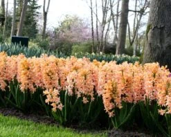 Hyacinth 'Gipsy Queen' -Beauty Flowers Shop hyacinth gipsy queen 5