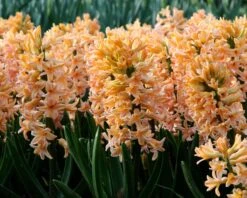 Hyacinth 'Gipsy Queen' -Beauty Flowers Shop hyacinth gipsy queen 6